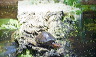 kinosternon-pict7260