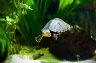 wasserschildkroete-pict0009