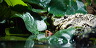 wasserschildkroete-pict0019