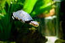 wasserschildkroete-pict0032