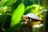 wasserschildkroete-pict0040