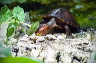 wasserschildkroete-pict0056