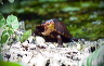 wasserschildkroete-pict0060