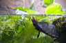 wasserschildkroete-pict9880