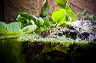 wasserschildkroete-pict9881