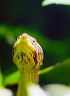 wasserschildkroete-pict9961