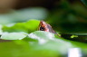 wasserschildkroete-pict9980