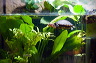 wasserschildkroete-pict9985