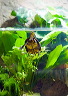 wasserschildkroete-pict9988