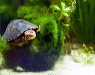 wasserschildkroete-pict9992