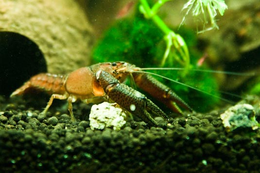 procambarus vasquezae