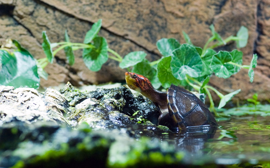 wasserschildkroete-pict0018.jpg