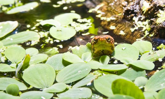 Kinosternon cruentatum Rotwangen-Klappschildkr&ouml;te