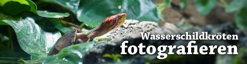 Wasserschildkröten fotografieren