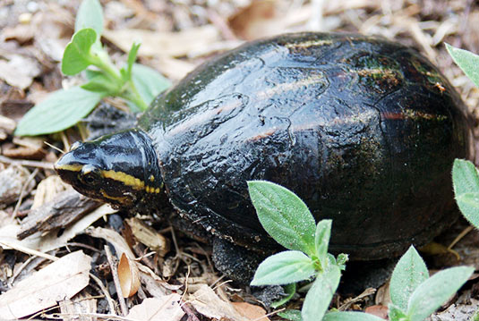 Dreistreifen-Klappschildkröte (Kinosternon baurii )