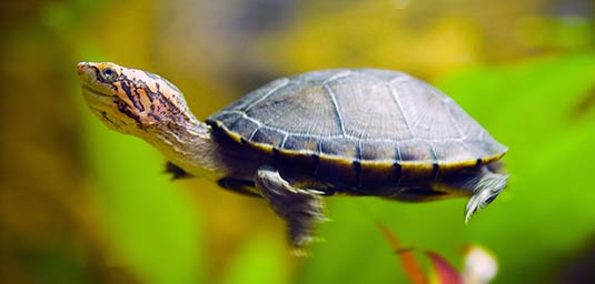 Kinosternon cruentatum (Rotwangen-Klappschildkröte / Rotkopf-Klappschildkröte)