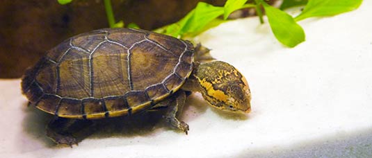 Kinosternon cruentatum (Rotwangen-Klappschildkröte)