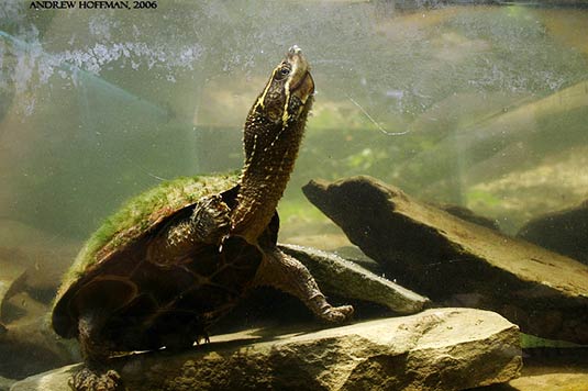 Sternotherus odoratus – Gewöhnliche Moschusschildkröte
